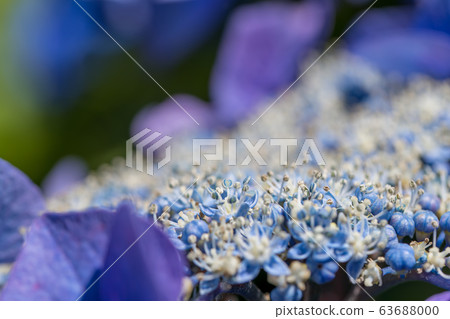 八仙花小田原城 照片素材 圖片 圖庫