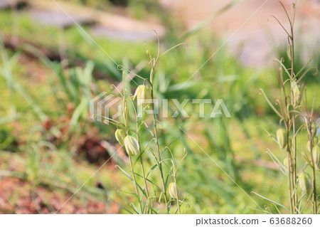 Bivalve flower Amigasa lily 63688260