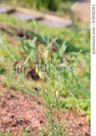 Bivalve flower Amigasa lily 63688261