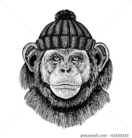 Chimpanzee Monkey Cool animal wearing knitted winter hat. Warm headdress beanie Christmas cap for tattoo, t-shirt, emblem, badge, logo, patch 63688385