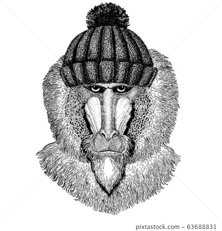 Monkey, baboon, dog-ape, ape Cool animal wearing knitted winter hat. Warm headdress beanie Christmas cap for tattoo, t-shirt, emblem, badge, logo, patch Monkey, baboon, dog-ape, ape Cool animal wearing knitted winter hat. Warm headdress beanie Christmas cap for tattoo, t-shirt, emblem, badge, logo, patch 63688831