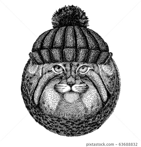 Wild cat Manul Cool animal wearing knitted winter hat. Warm headdress beanie Christmas cap for tattoo, t-shirt, emblem, badge, logo, patch 63688832