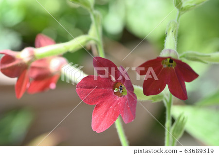 Nicotiana Nicotiana 63689319