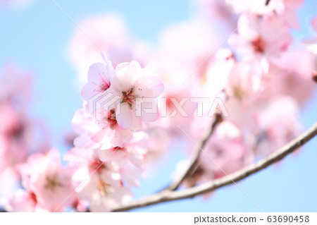 杏花，花博會紀念鶴見綠色公園（大阪市） 63690458