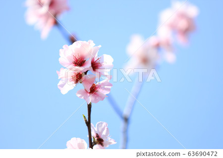 Almond flower, Hana Expo Commemorative Tsurumi Ryokuchi Park (Osaka City) 63690472