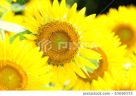 向日葵 63690555