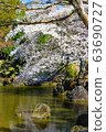 奈良公園櫻花 63690727