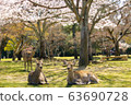 奈良公園鹿和櫻花 63690728