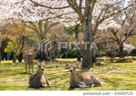 奈良公園鹿和櫻花 奈良公園鹿和櫻花 63690728