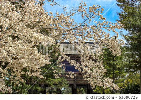 奈良公園櫻花 奈良公園櫻花 63690729