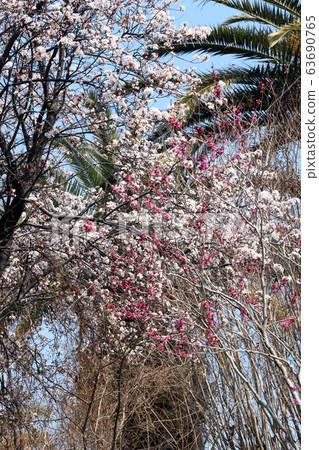 杏花，花博會紀念鶴見綠色公園（大阪市） 63690765