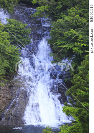 從Yoro Valley觀景台看到的“Shibata瀑布”新鮮的綠色季節 從Yoro Valley觀景台看到的“Shibata瀑布”新鮮的綠色季節 63691116