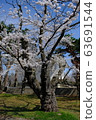 Cherry Blossom Festival 63691544