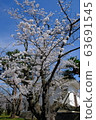 Cherry Blossom Festival 63691545