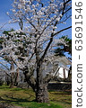Cherry Blossom Festival 63691546