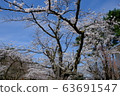 Cherry Blossom Festival 63691547