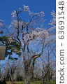 Cherry Blossom Festival 63691548