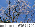 Cherry Blossom Festival 63691549