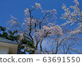 Cherry Blossom Festival 63691550