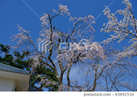 櫻花節 63691550