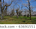 Cherry Blossom Festival 63691551