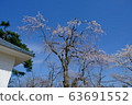 Cherry Blossom Festival 63691552