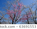 Cherry Blossom Festival 63691553