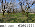 Cherry Blossom Festival 63691554