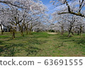 Cherry Blossom Festival 63691555