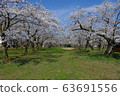 Cherry Blossom Festival 63691556