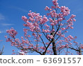 Cherry Blossom Festival 63691557