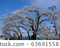 Cherry Blossom Festival 63691558
