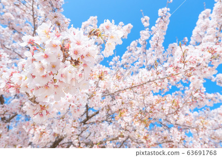 Cherry tree in full bloom Cherry tree in full bloom 63691768