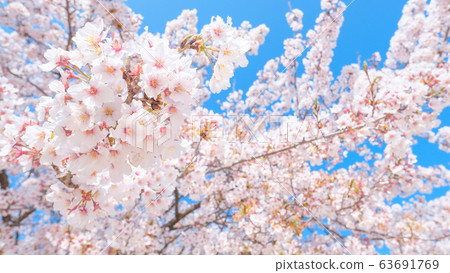 Cherry tree in full bloom Cherry tree in full bloom 63691769