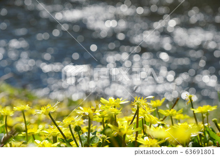 In the spring of warm water, blooming on the riverside of the riverbed, almost weeded Ryukinka ... 1 63691801