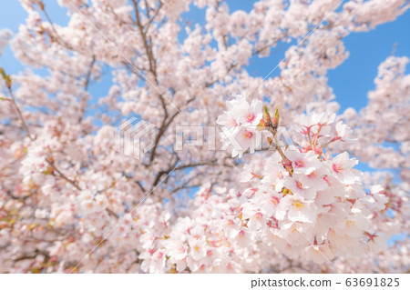 Cherry tree in full bloom  63691825