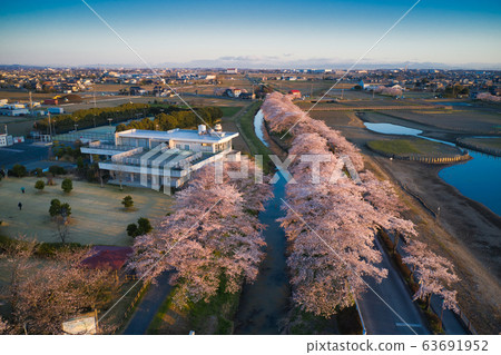 Beautiful full bloom cherry blossoms of Isanum lit by the morning sun @ Kawagoe-shi, Saitama (aerial photograph by drone) Beautiful full bloom cherry blossoms of Isanum lit by the morning sun @ Kawagoe-shi, Saitama (aerial photograph by drone) 63691952