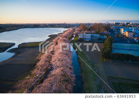 Beautiful full bloom cherry blossoms of Isanum lit by the morning sun @ Kawagoe-shi, Saitama (aerial photograph by drone) 63691953