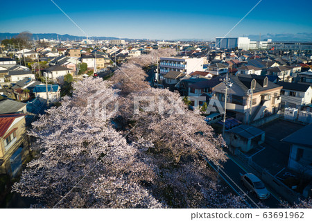 Sa玉縣川越市新-川河沿岸盛開的美麗櫻花(無人機鳥瞰) Sa玉縣川越市新-川河沿岸盛開的美麗櫻花(無人機鳥瞰) 63691962
