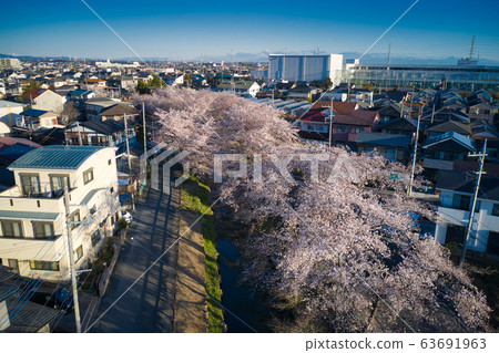Beautiful cherry blossoms in full bloom along the Shin-Kashigawa River Kawagoe City, Saitama Prefecture (Aerial view by drone Beautiful cherry blossoms in full bloom along the Shin-Kashigawa River Kawagoe City, Saitama Prefecture (Aerial view by drone 63691963