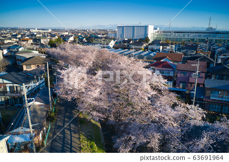 Sa玉縣川越市新-川河沿岸盛開的美麗櫻花（無人機鳥瞰） 63691964