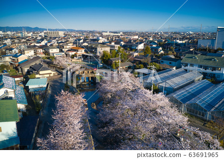 Sa玉縣川越市新-川河沿岸盛開的美麗櫻花(無人機鳥瞰) Sa玉縣川越市新-川河沿岸盛開的美麗櫻花(無人機鳥瞰) 63691965