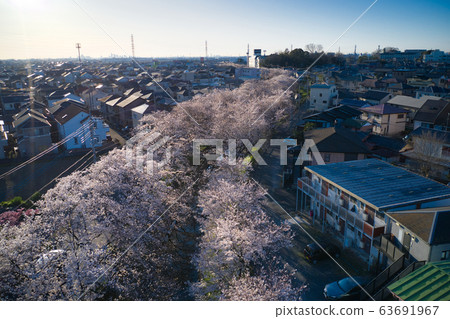 Beautiful cherry blossoms in full bloom along the Shin-Kashigawa River Kawagoe City, Saitama Prefecture (Aerial view by drone Beautiful cherry blossoms in full bloom along the Shin-Kashigawa River Kawagoe City, Saitama Prefecture (Aerial view by drone 63691967