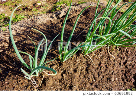 Cultivation of green onions Cultivation of green onions 63691992