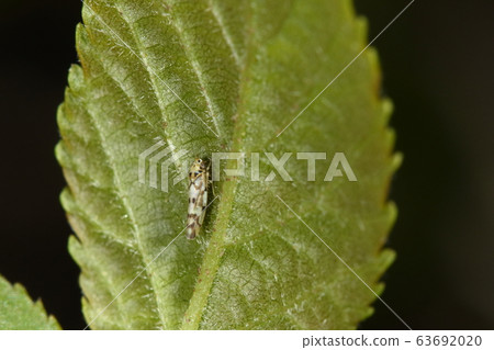 A creature, an insect, and a member of the leafhopper, a leafhopper with no Japanese name. In March, take a break on the back of the sprouted alder 63692020