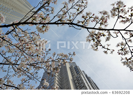 春天,建築物和櫻花的新宿子中心 春天,建築物和櫻花的新宿子中心 63692208