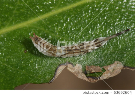 Creatures insects Akauragagiba, a sober moth that both parents and children turn into dead leaves. This is a larva Creatures insects Akauragagiba, a sober moth that both parents and children turn into dead leaves. This is a larva 63692604