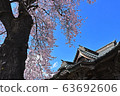 Cherry blossoms at the merciful temple 63692606