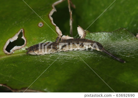 It is a creature, an insect, and a larva. Does the body look like a dead leaf with a long, elongated tail and a petiole? It is a creature, an insect, and a larva. Does the body look like a dead leaf with a long, elongated tail and a petiole? 63692690