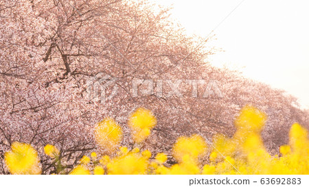 櫻花和油菜花在早晨的陽光下（Kumaya Sakuratsutsumi） 63692883